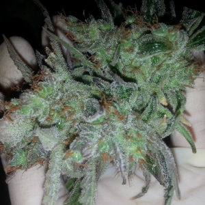 BlimBurnSeeds AUTO AK47 indoor grow