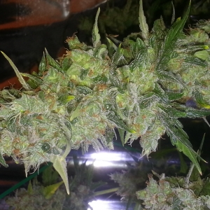 BlimBurnSeeds AUTO AK47 indoor grow