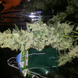 BlimBurnSeeds AUTO AK47 indoor grow