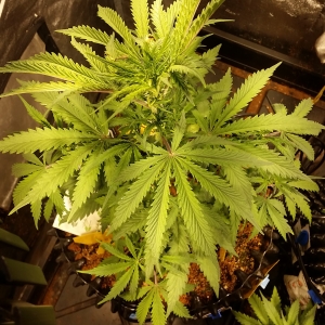 COB60 Led grow