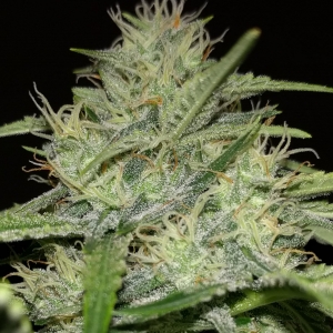 MEPHISTO-GWK