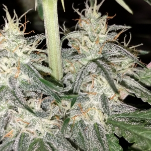 MEPHISTO-GWK