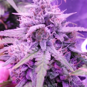 GRAPE WALKER KUSH