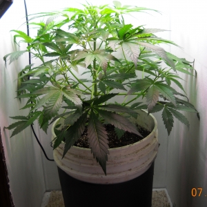 Auto Speed Bud Day 40