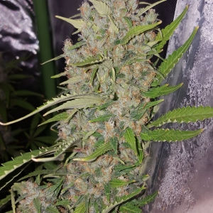 Bubba Kush day 65