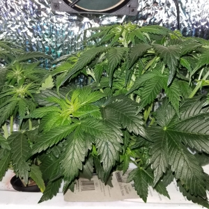 Micro Grow 150 w LED