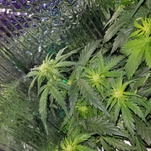 Micro Grow 150 watt LED