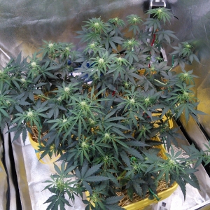 AvT special pheno DAY 31