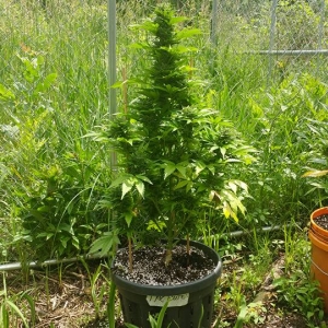 THC AUTO OUTDOOR