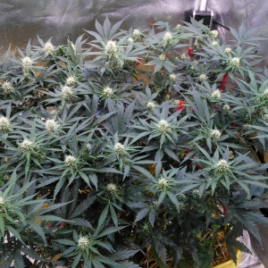 AvT special pheno DAY 40