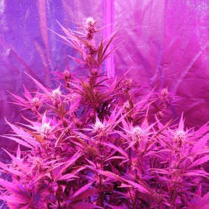 Day45canopy