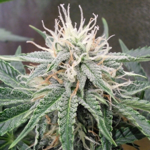 AvT special pheno lower nug