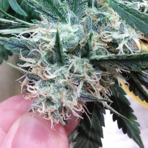 AvT special pheno