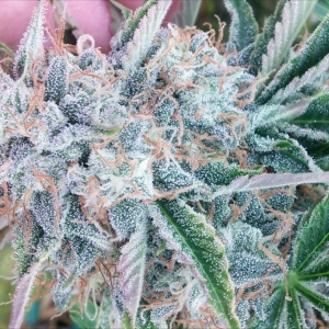 AvT special 1 week from harvest