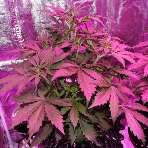 Day 28 BlueTooF (Comp)