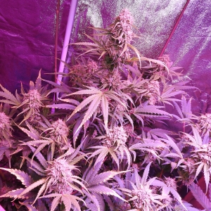 Day 65 Canopy