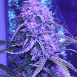 Day 65 Cola