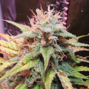 Blue02cola.58