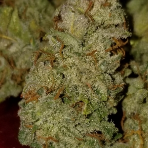 Lemon Kush