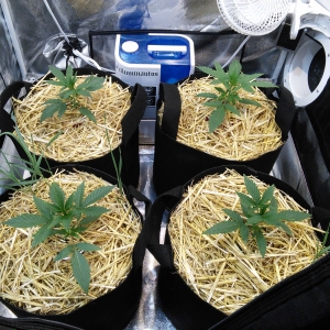 Double Grape DAY 15 & 16