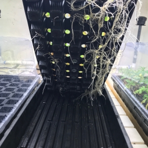 Accelerate root growth with HGS