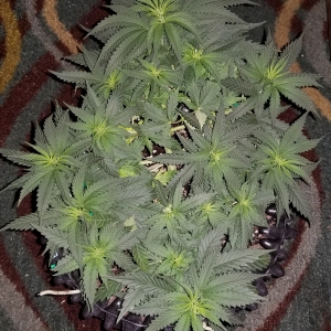 Mandarin Haze - Day 39 - LST