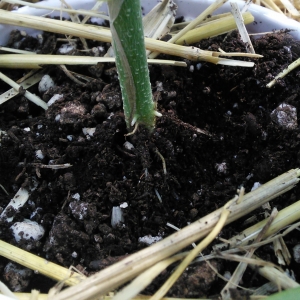 Double Grape aerial roots