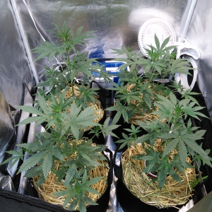 Double Grape DAY 24 & 25