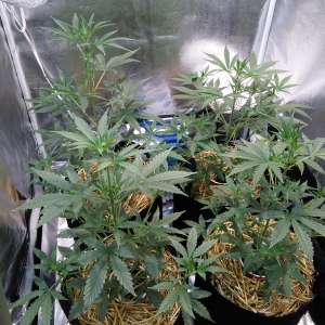 Double Grape DAY 26 & 27