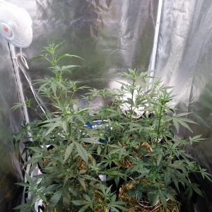 Double Grape DAY 30