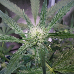 Double Grape DAY 34 frost