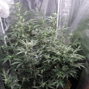 Double Grape DAY 38