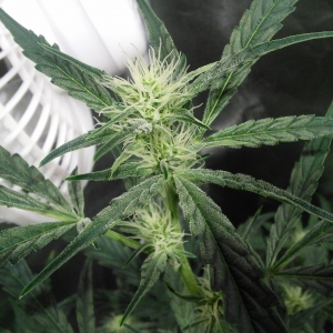 Double Grape Sativa Pheno