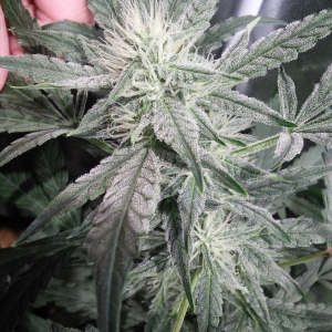 Double Grape Indica Pheno