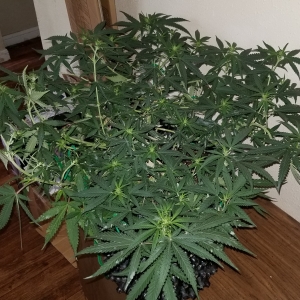 Mandarin Haze - Day 68.jpg