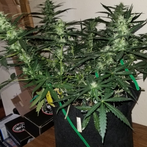 Skunk #1 - Day 61