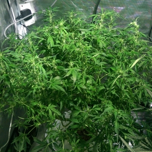 Day 70 - after Defoliation