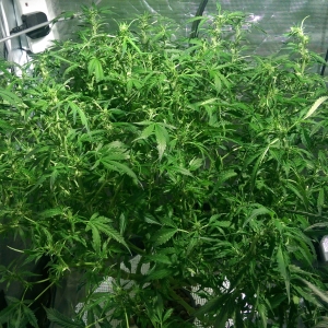 Day 70 - after Defoliation