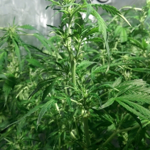 Day 70 - after Defoliation