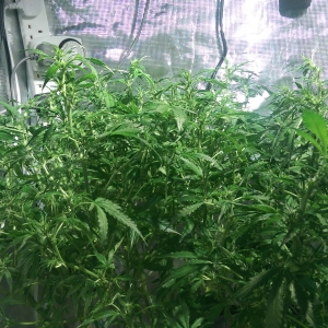 Day 70 - after Defoliation