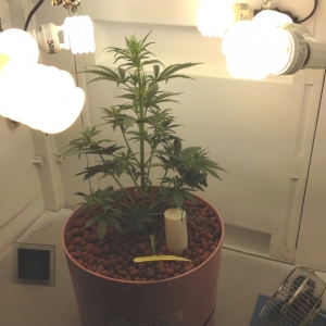 WhiteWidow_PlantA_25Days_Small