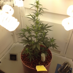 WhiteWidow_PlantA_31Days_Small