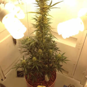 WhiteWidow_PlantA_55DaysB_small