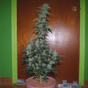 WhiteWidow_PlantA_75Days_small