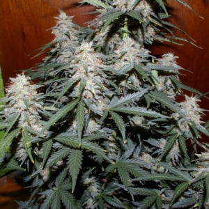 WhiteWidow_PlantA_75DaysC_Small