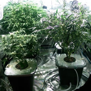 Day 82 - Defoliation time