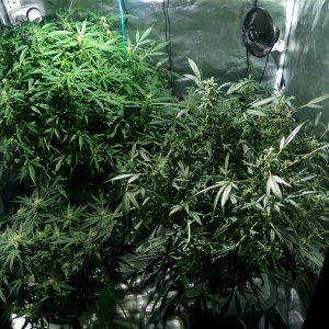 Day 82 - Defoliation time