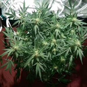 Day 82 - Defoliation time