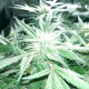 Day 82 - Defoliation time