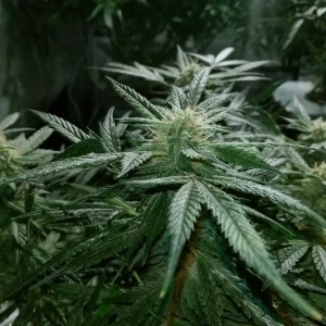 Day 82 - Defoliation time